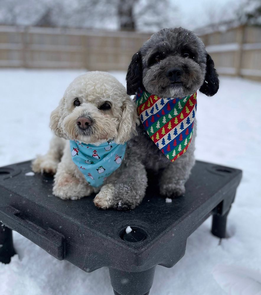 YOU AND YOUR DOG Updated September 2024 1265 Corporate Center Dr