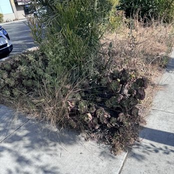 RSSA Home Improvement - They can't afford a gardener for $50 a month - Appliances Near Me - Anaheim, California RSSA Home Improvement - They can't afford a gardener for $50 a month - Appliances Near Me - Anaheim, California