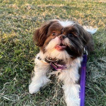 Glamour Paws - Pet Groomers Near Me - Tulsa, Oklahoma Glamour Paws - Pet Groomers Near Me - Tulsa, Oklahoma