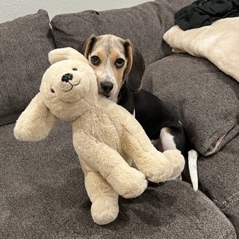 Karma Dog Training - Pet Training Near Me - Carrollton, Texas