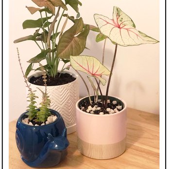 Rainbow - Nurseries & Gardening Near Me - Rosemead, California