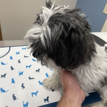Millbrae Pet Hospital - Little sick doggy - Veterinarians Near Me - Millbrae, California Millbrae Pet Hospital - Little sick doggy - Veterinarians Near Me - Millbrae, California