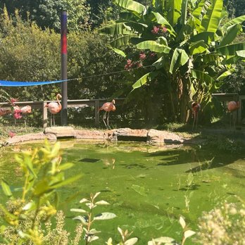 Greensboro Science Center - Flamingos - Zoos Near Me - Greensboro, North Carolina Greensboro Science Center - Flamingos - Zoos Near Me - Greensboro, North Carolina