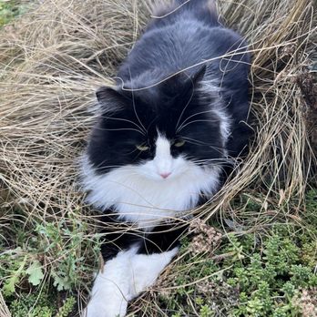 Eminent Domaine - a black and white cat laying in the grass - Wine Tasting Room Near Me - Newberg, Oregon Eminent Domaine - a black and white cat laying in the grass - Wine Tasting Room Near Me - Newberg, Oregon