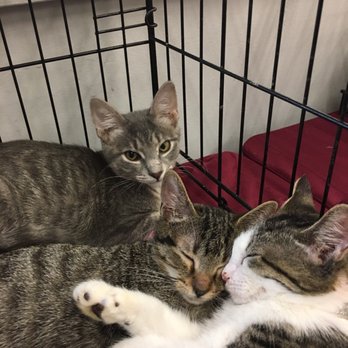 Petco - So cute. Available for adoption from Bitty Kitties of Central Florida. - Pet Training Near Me - Sanford, Florida Petco - So cute. Available for adoption from Bitty Kitties of Central Florida. - Pet Training Near Me - Sanford, Florida