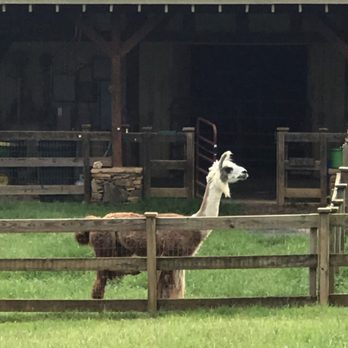 Divine Llama Vineyard - Wineries Near Me - East Bend, North Carolina