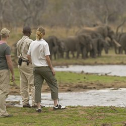 Great Safaris