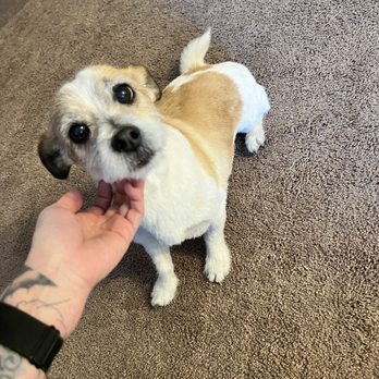 Barking Dogs Mobile Grooming - Pet Groomers Near Me