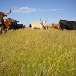 JX Ranch Natural Beef - A sea of grass!
