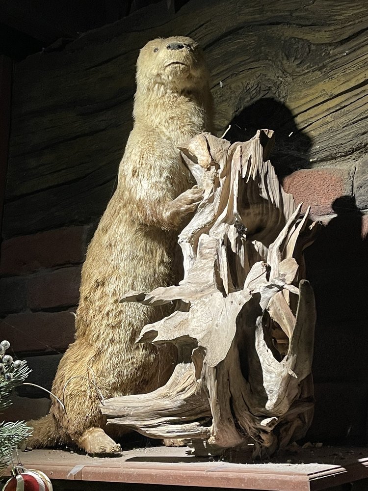 Tooting Otter Image