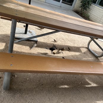 Joe's Farm Grill - Pesky birds - American Near Me - Gilbert, Arizona