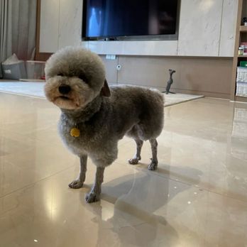 Toy House Dogs - Inspiration photo - Pet Groomers Near Me - Walnut Creek, California