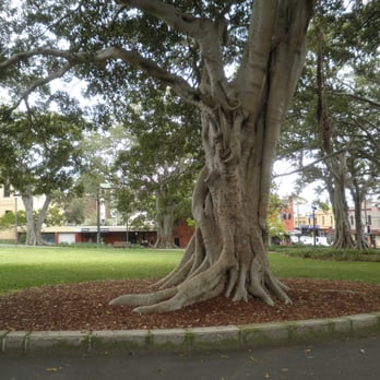 Foley Park - Parks Near Me - Glebe, NSW