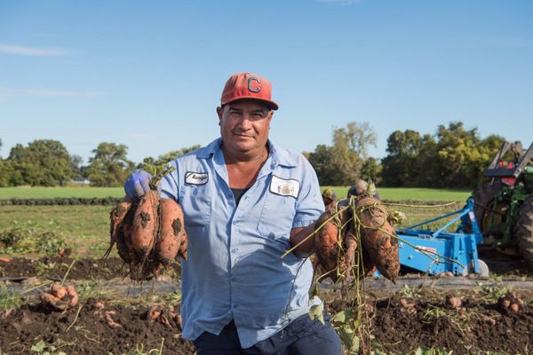 The Chef's Garden by null