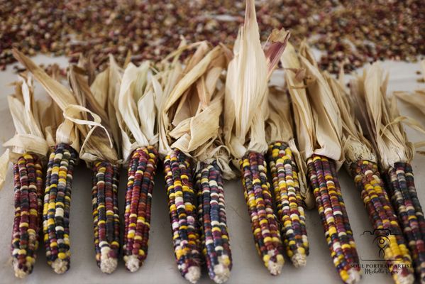 Baker Creek Heirloom Seed Company by null