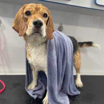 Curt's Mobile Grooming - Pet Groomers Near Me Curt's Mobile Grooming - Pet Groomers Near Me
