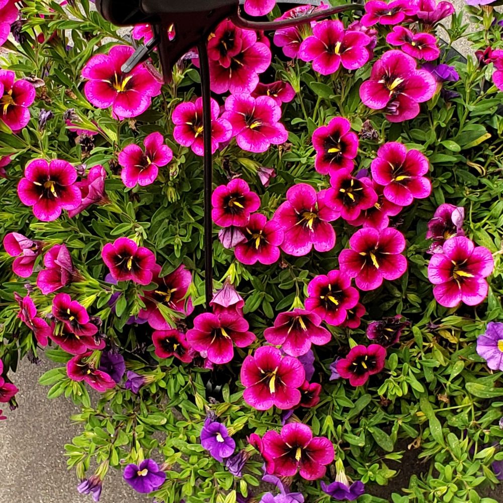 The Home Depot - Wave petunia with hot fushia and purple flowers. $5 (purchased 4 days before Labor Day). - Hardware Stores Near Me - Chicago, Illinois The Home Depot - Wave petunia with hot fushia and purple flowers. $5 (purchased 4 days before Labor Day). - Hardware Stores Near Me - Chicago, Illinois