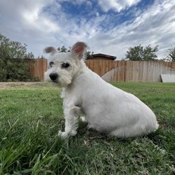 Delano Veterinary Hospital - Sweet molly