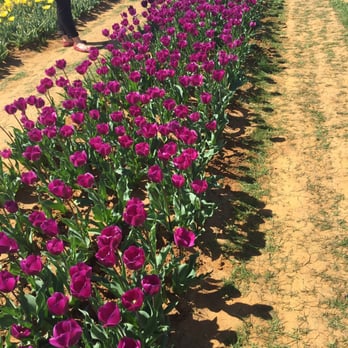 Texas-Tulips - Nurseries & Gardening Near Me - Pilot Point, Texas Texas-Tulips - Nurseries & Gardening Near Me - Pilot Point, Texas