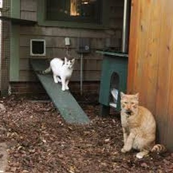 Advanced Construction & Remodeling - Cat Enclosures - Handyman Near Me Advanced Construction & Remodeling - Cat Enclosures - Handyman Near Me