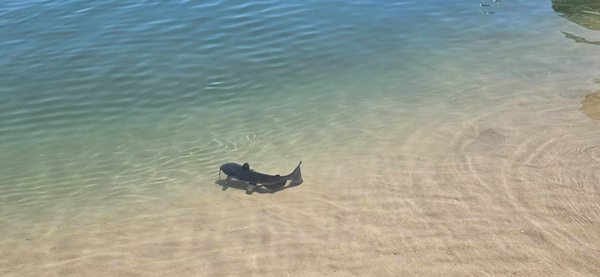 Temple Bar Marina by null