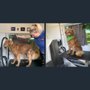 Photo of Aussie Pet Mobile of NW Arkansas