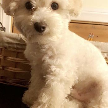 Golden Shears Pet Styling - Pet Groomers Near Me Golden Shears Pet Styling - Pet Groomers Near Me