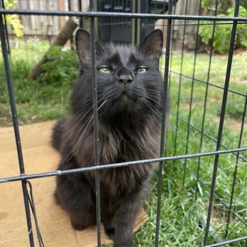 Pawradise Mobile Grooming - Jiji before her Spa Day - Pet Groomers Near Me