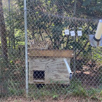 Carolina Tiger Rescue - Animal Shelters Near Me - Pittsboro, North Carolina Carolina Tiger Rescue - Animal Shelters Near Me - Pittsboro, North Carolina