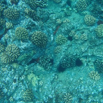 Wild Side Specialty Tours - Snorkeling Near Me - Waianae, Hawaii Wild Side Specialty Tours - Snorkeling Near Me - Waianae, Hawaii