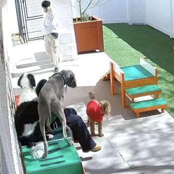 Bratpak Dog Kamp - Ghosty following everyone around - Pet Training Near Me - Henderson, Nevada
