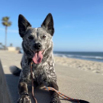Curated Canines - Pet Training Near Me - San Diego, California Curated Canines - Pet Training Near Me - San Diego, California