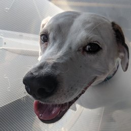Poor puppers! Poor puppers!