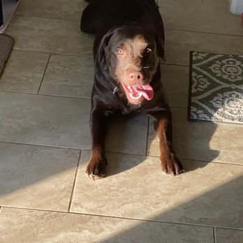 Zoomin Groomin - Pet Groomers Near Me
