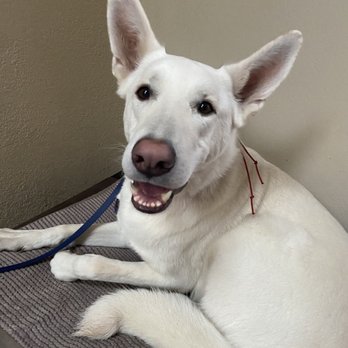 Amani K9 - Pet Training Near Me Amani K9 - Pet Training Near Me