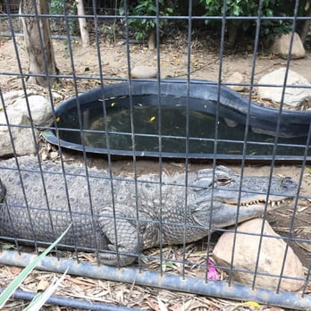 Wildlife Learning Center - Cutest alligator smile - Zoos Near Me - Sylmar, California Wildlife Learning Center - Cutest alligator smile - Zoos Near Me - Sylmar, California