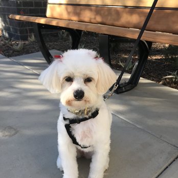 Tony's Pet Grooming - Pet Stores Near Me - Santa Ana, California