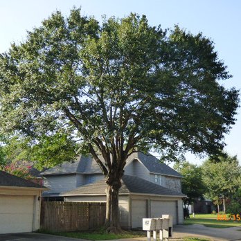 Big Tex Tree Service and Landscaping - after - Tree Services Near Me - Katy, Texas Big Tex Tree Service and Landscaping - after - Tree Services Near Me - Katy, Texas