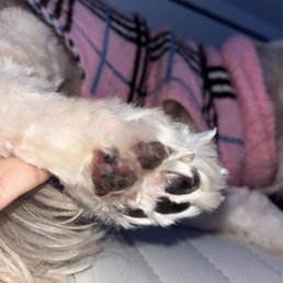 My dogs paw got cut!