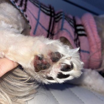 Pawsome Pets - My dogs paw got cut! - Pet Groomers Near Me - Lewisville, Texas