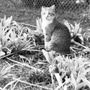 Photo of Lyndale Animal Hospital