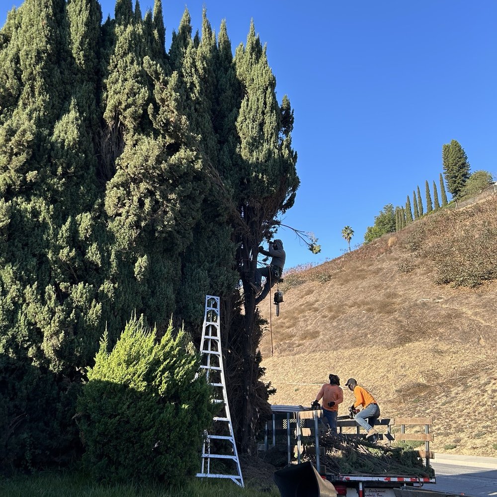 Affordable Tree Service - Carlos in action climbing up the first cypress tree. - Tree Services Near Me Affordable Tree Service - Carlos in action climbing up the first cypress tree. - Tree Services Near Me