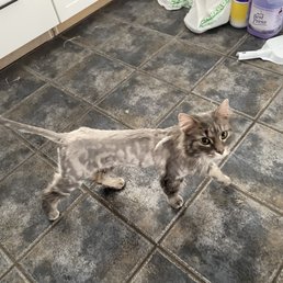 Gracie, long haired cat after grooming
