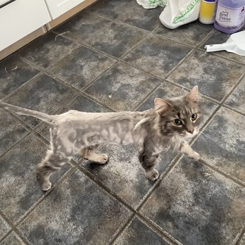 PurrSnips - Gracie, long haired cat after grooming - Pet Groomers Near Me - Indianapolis, Indiana
