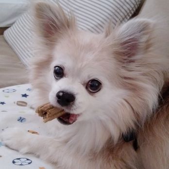 Fetch Specialty & Cancer Veterinary Center - Poncho - Veterinarians Near Me - Brandon, Florida Fetch Specialty & Cancer Veterinary Center - Poncho - Veterinarians Near Me - Brandon, Florida