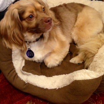 Splash Doggie - Vinci was real cute after his haircut and they kept his ears long just like we wanted. - Pet Groomers Near Me - Burbank, California Splash Doggie - Vinci was real cute after his haircut and they kept his ears long just like we wanted. - Pet Groomers Near Me - Burbank, California
