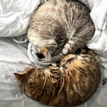 Bellas Bengals - My love bugs - Pet Breeders Near Me