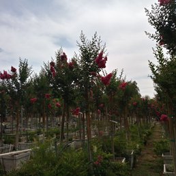 More trees