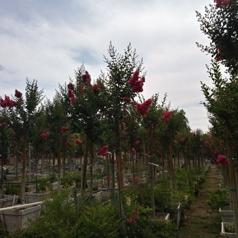 Quality Growers - More trees - Nurseries & Gardening Near Me - Corona, California