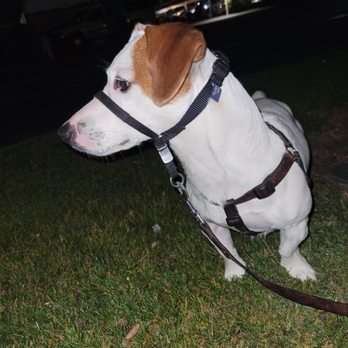 Barkhaus Petsitters - My happy Jack Russell - Pet Sitting Near Me